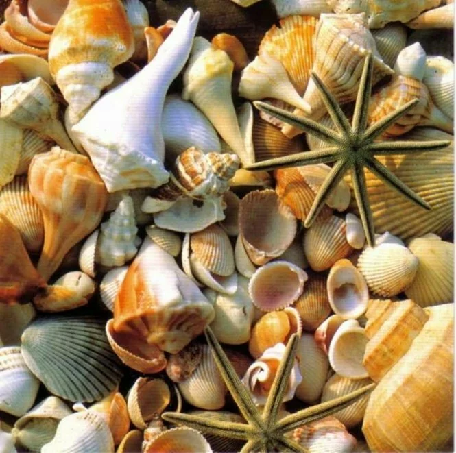 deniz kabugu resimleri (43)