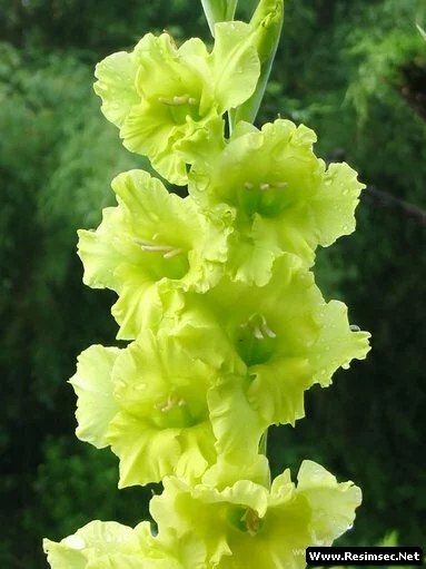 gladiolus1