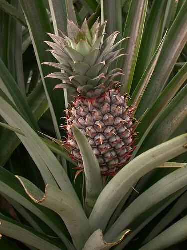 Ananas