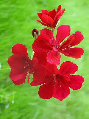 Sardunya (Geranium)