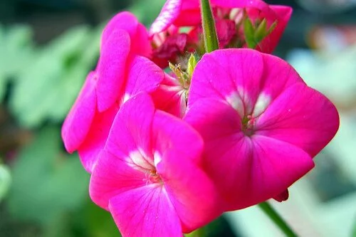 Sardunya (Geranium)