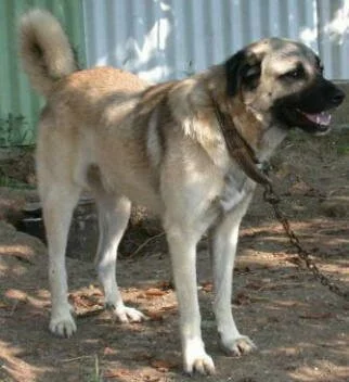 Kangal Köpeği