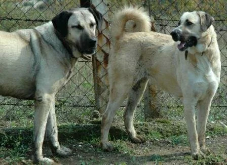 Kangal Köpekleri