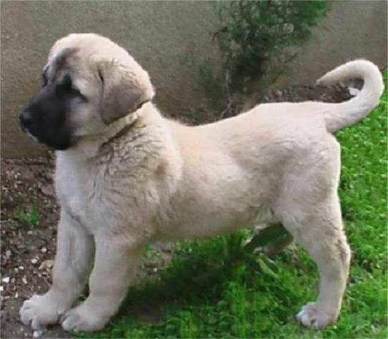 Kangal Yavrusu