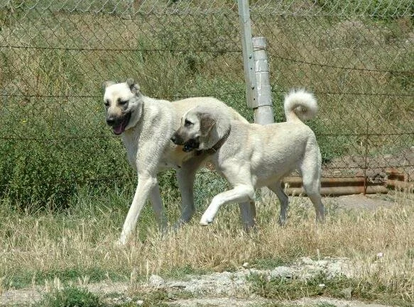 Kangal Köpekleri