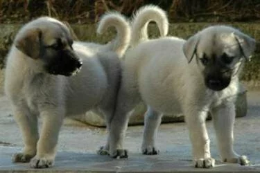 Kangal Köpeği Yavruları