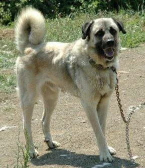 Sivas Kangal Köpeği