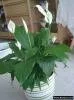 Spathiphyllum