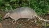 armadillo resim