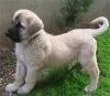 Kangal Yavrusu