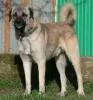 Kangal